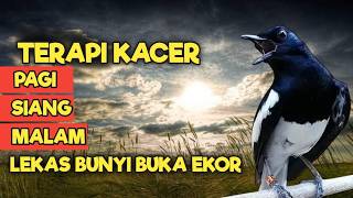 Download lagu TERAPI KACER GACOR DONGKRAK EMOSI DAN BIRAHI LAWAN, JOSS CEPAT GACOR BONGKAR ISIAN mp3 Download lagu TERAPI KACER GACOR DONGKRAK EMOSI DAN BIRAHI LAWAN, JOSS CEPAT GACOR BONGKAR ISIAN mp3
