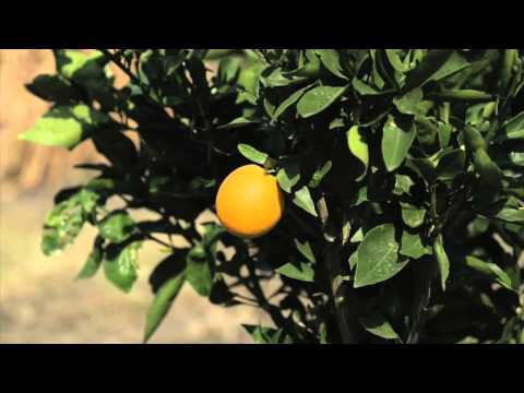 Econo-X introduction video