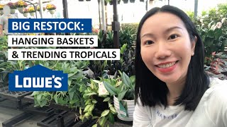 Hindu Rope, Cebu Blue, Treubii Moonlight & More! Lowe’s Hanging Baskets & Trending Tropicals Restock