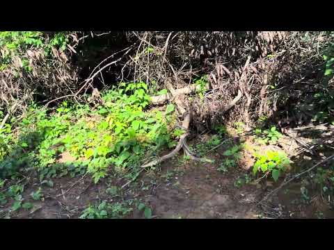 UM DIA ROÇA EM DONA INÊS PB