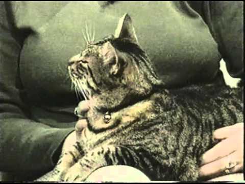 In Bed With Medinner s3 ep06 - Pet Psychic + Police Dog