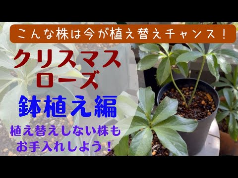 鉢植えのクリスマスローズを失敗せずに管理するには？覚えておくべきベストプラクティスは次のとおりです  庭園
