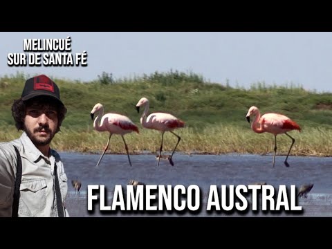 Plameniak čílsky (Phoenicopterus chilensis) — druhové video
