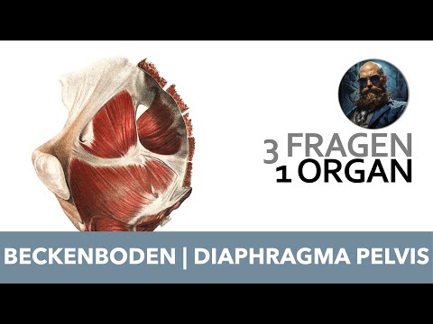 3 Fragen 1 Organ Beckenboden, Diaphragma pelvis | Anatomie Prüfung