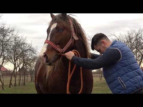 Caii lui Flavius de la Cebza, Timis - 2022 Nou!!!