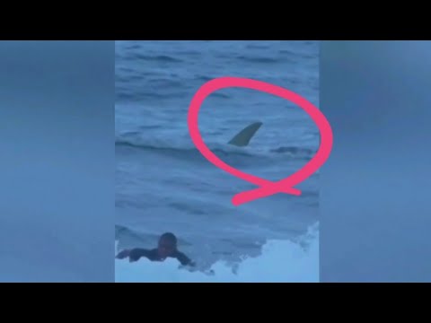 3rd YouTube video about are there sharks in puerto rico