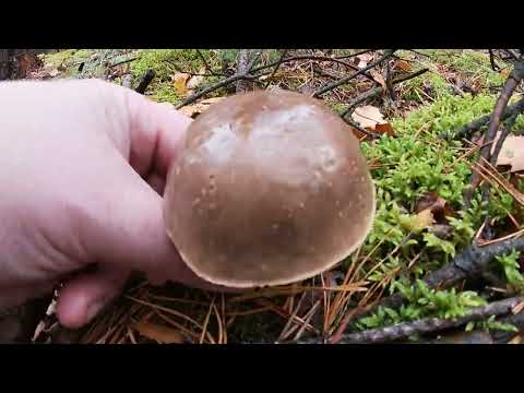 JESIENNE GRZYBY.DESZCZOWE GRZYBOBRANIE.PODGRZYBKI,SARNIAKI,KOZAKI,KURKI ORAZ GĄSKA ZIELONKA.część 5