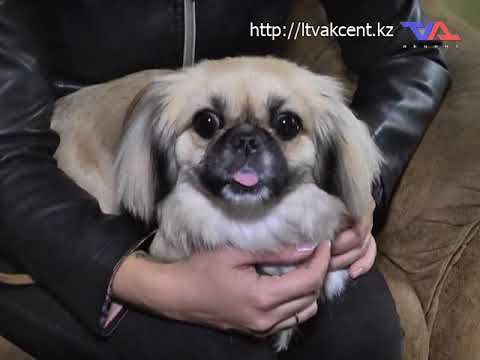 Выпуск программы «День» от 12 cентября  2017г.