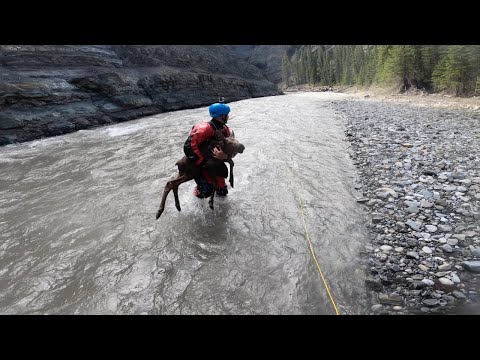 Two Kayakers Expertly Rescue A Moose Calf Trapped In A River