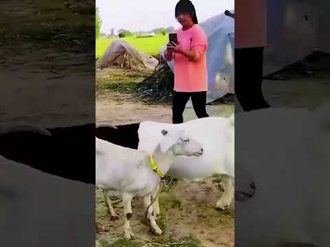 The backup boys are starting to go into battle 336