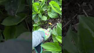 Learn how to easily transplant and multiply your Black-Eyed Susans for a garden full of blooms! 🌻🌿