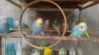 🛠初心者でもできる！インコが喜ぶDIYおもちゃの作り方【実体験】