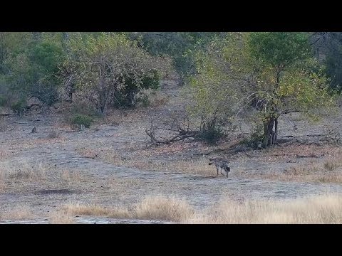 Djuma: Lone Hyena passing through - 07:02 - 06/24/19