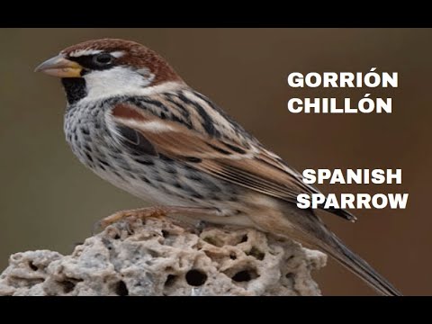 GORRIÓN MORUNO | SPANISH SPARROW | Passer hispan