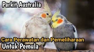 Download lagu Belajar Mengenal Perawatan Parkit Australia | Falk Untuk Pemula mp3