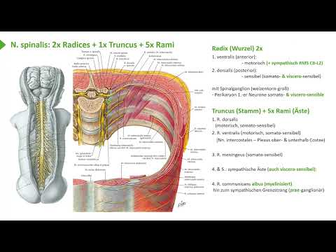 Anatomie I Obere Extremität: Nerven - Spinalnerv mit Ästen & Plexus-Bildung I Prof. Dr. med. Wirth