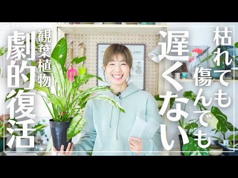 葉が黄色くなったスパティフィラムの手入れ方法は？原因は何ですか?  庭園