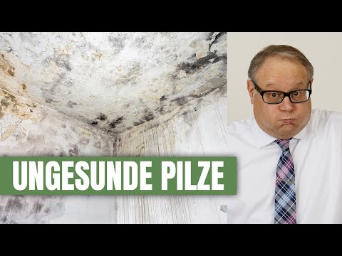 Was tun bei Schimmel in der Mietwohnung und fristloser Kümdigung wegen Mietrückstandes? So geht's!