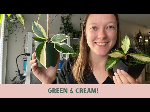 HOYA KRIMSON QUEEN & PRINCESS: Difference & Care Tips