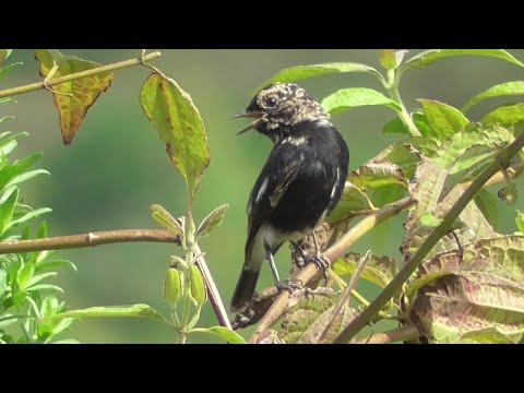 Pied bushchat acquiring adult plumage