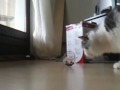 Meine kleine "dicke" Katze 