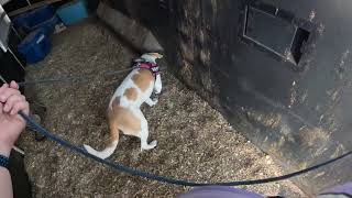 Snickerdoodle Sniff n Dart 1 10.7.2025