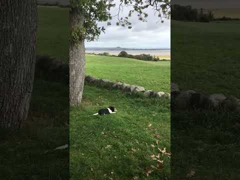 Star found a disguarded teabag 😂