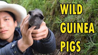 Wild GUINEA PIGS | Atrapamos CUYES salvajes