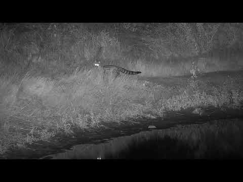 Djuma: Genet is on the prowl looking for food and finds 2nd Genet - 21:46 - 03/20/19