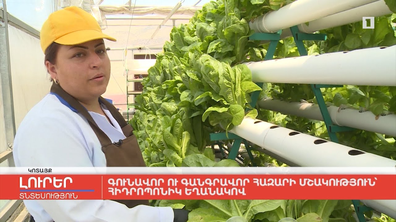 Գունավոր ու գանգրավոր հազարի մշակություն հիդրոպոնիկ եղանակով