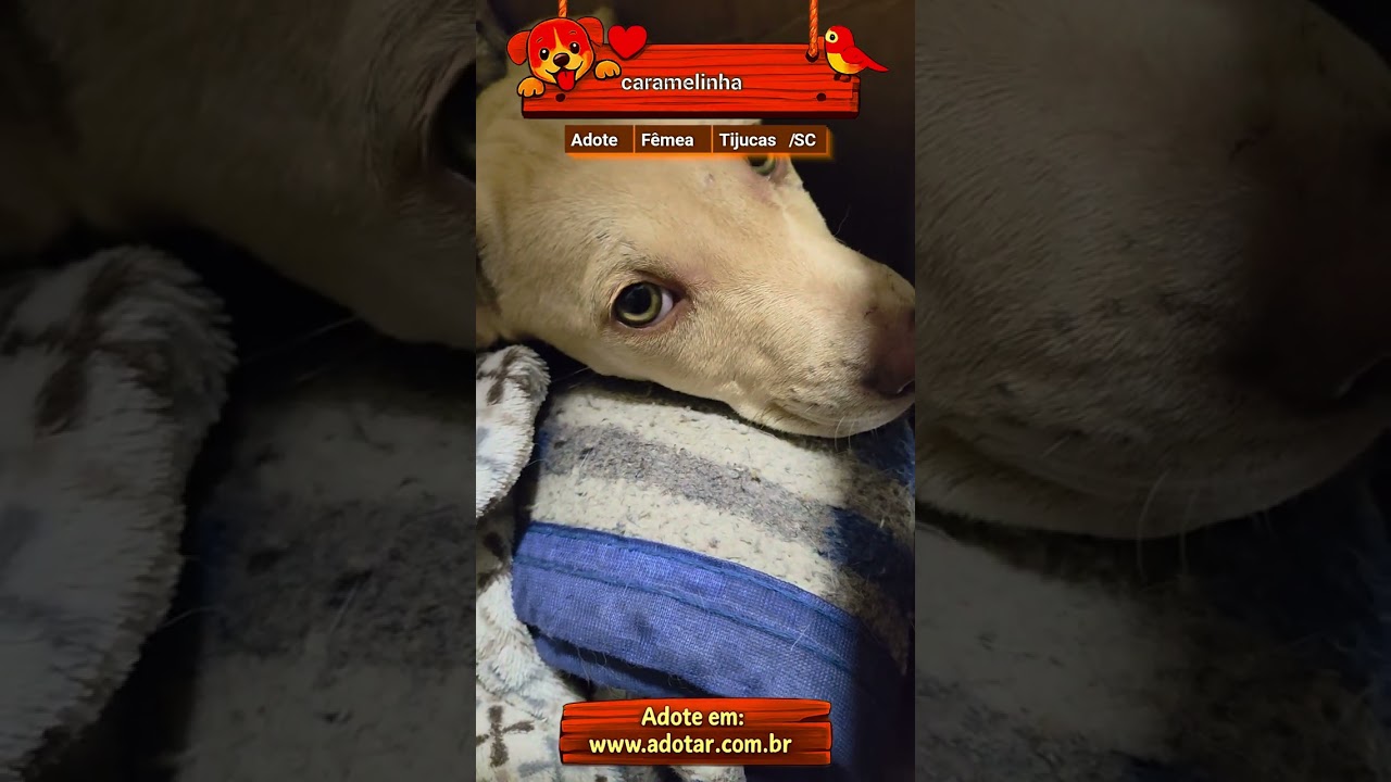 Cachorro raça SRD-ViraLata idade 2 a 6 meses nome caramelinha