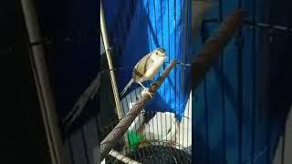 Download lagu prenjak klik gacor mp3