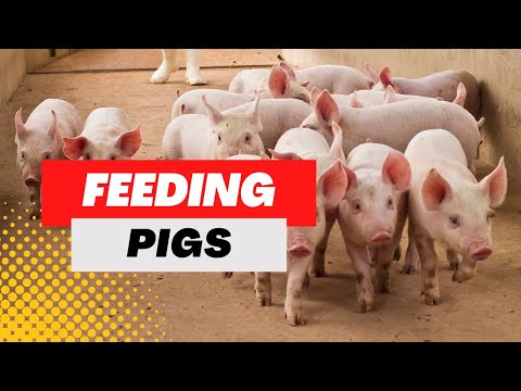 WHAT TO FEED PIGS - Feeding Pigs Basics