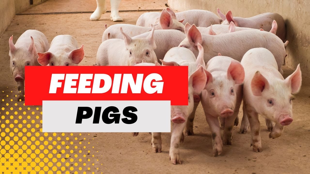 WHAT TO FEED PIGS - Feeding Pigs Basics