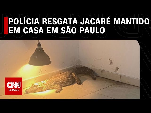 sddefault Caso de homem que mostrava jacaré de coleira e amarrado será encaminhado à Justiça