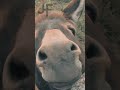 Who Runs this Farm? #donkey #mule #horses #shortsvideo