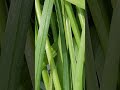 Organic Chinese Garlic Chives No Garlic To The Roots Mama S Handprint Shorts