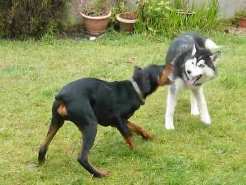 Siberian Husky vs Doberman