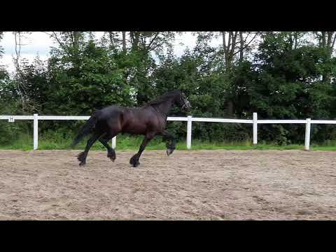 Stal Okkema's Zascha - Maeije x Wobke - Friesian gelding - 2015