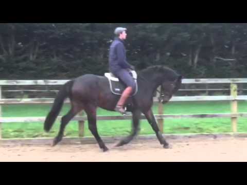 Brandon 3yrs Colt by Diarado with Toby Dec 2015