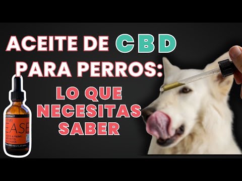 Aceite de CBD para perros ¿Es efectivo? | 5 Recomendaciones #cbdoils