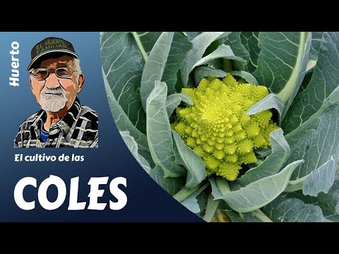 , title : 'COL: como cultivar fácilmente coles. Cultivo completo'