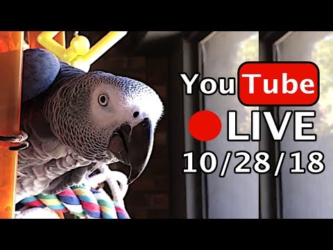 🔴🐦Einstein Parrot LIVE! 10/28/18 On the porch.