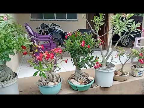 AS LINDAS ROSAS DO DESERTO DO PIAUÍ!! Julio Borges 