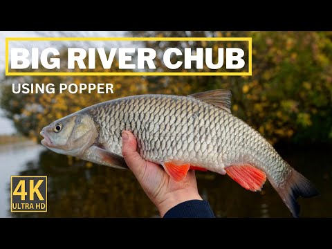 Big river Chub caught on popper (4K video)