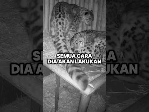 Respon tak terduga seekor macan tutul