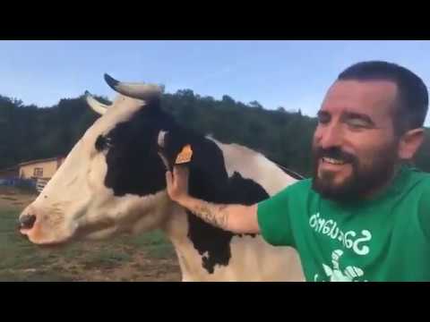 , title : 'A vaca rescatada embarazada le queda poco para parir'
