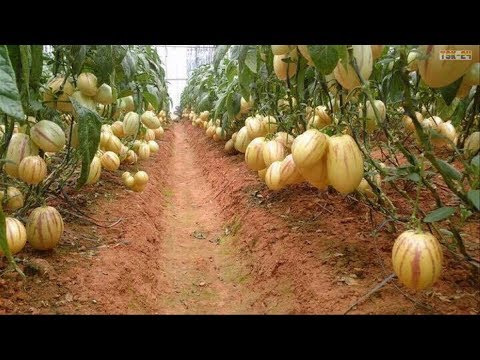 WOW! Amazing Agriculture Technology - Pepino Melon