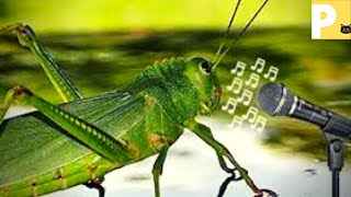 Som de grilo- efeito sonoro-cricket sound-cricket sound effect-sonido de cricket-Kuriketto no oto