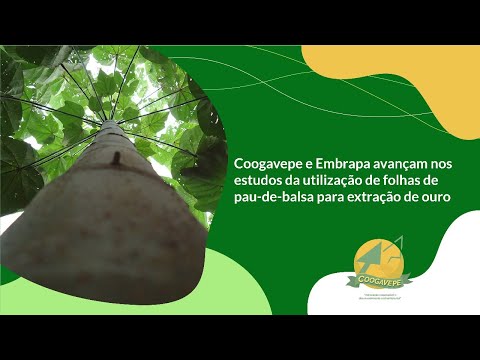Coogavepe e Embrapa avançam nos estudos da utilização de folhas de pau-de-balsa para extração de ouro